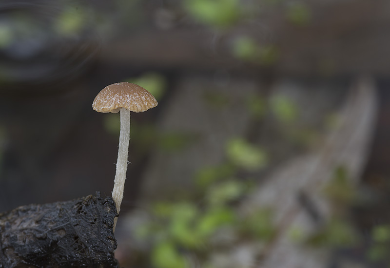 Psathyrella basii